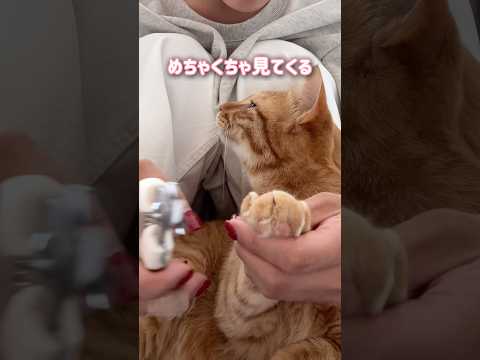 爪切り中もママへの愛が止まらない甘えん坊すぎる猫【とらまる】