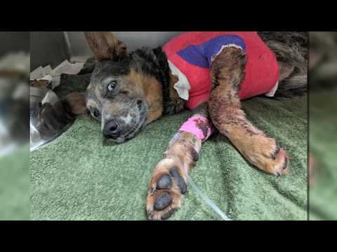 Houston SPCA Rescue Ambulance for animals