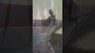 Relaxing beautiful song. Andy Weaver . #sunset #acousticguitar