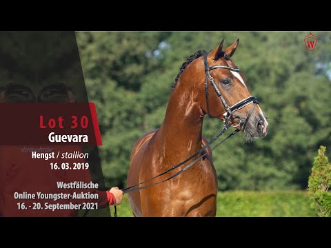 Youngster Online-Auktion Lot 30 Guevara Hengst v. Grey Top - Zacharias