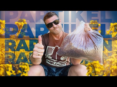 RAPESEED: Insider tip for carp fishing