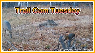 FORGOTTEN Trail Camera fiinally retrieved - Trail Cam Tuesday - March 18, 2025
