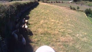 preview picture of video 'Bixler 2 Sheep Attack'