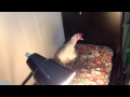 Tinkerbell Crowing Then Singing The Egg Song