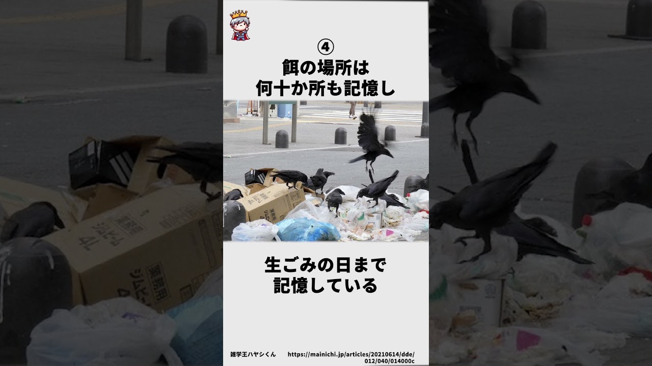 カラスに関する嘘みたいな雑学 #雑学王ハヤシくん #雑学