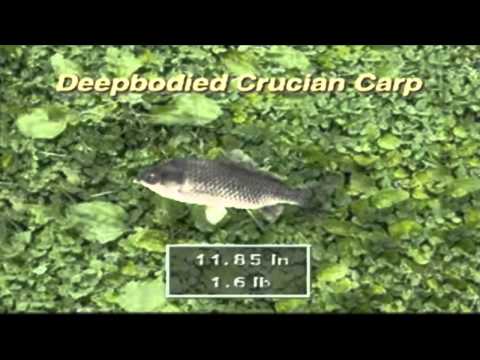 Team Hobnob Let's Play - Reel Fishing II - Episode 2: Carp Fishing