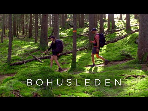 Hiking the Bohusleden in Sweden - moss, mushrooms and mosquitoes