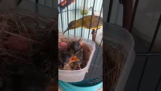 Download lagu Indukan Sogon Betina Sedang Meloloh Memberikan Makanan Kepada Anak-anaknya supaya Sehat dan Gacor mp3