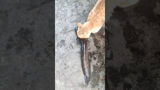 Download lagu cat preys on large catfish mp3 Download lagu cat preys on large catfish mp3