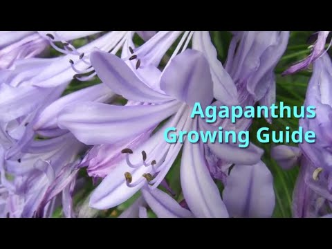 , title : 'Agapanthus Growing Guide'