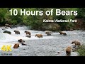 Over 10 Hours Of Brown Bears In 4k High Definition Video For Dogs Cats Pets And People