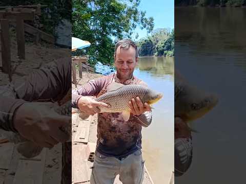 Piauçú no Rio Piracicaba