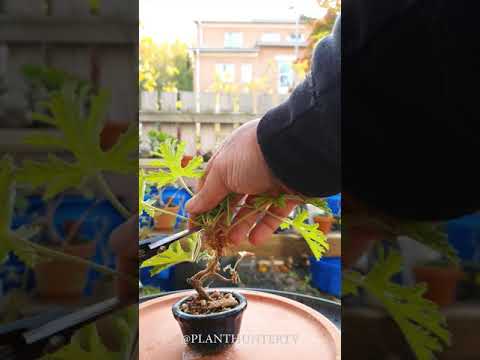 Part (2/3) mame Pelargonium graveolens - checking the roots - 2020 10