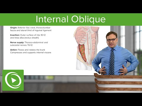 Internal Oblique Muscle – Anatomy | Lecturio