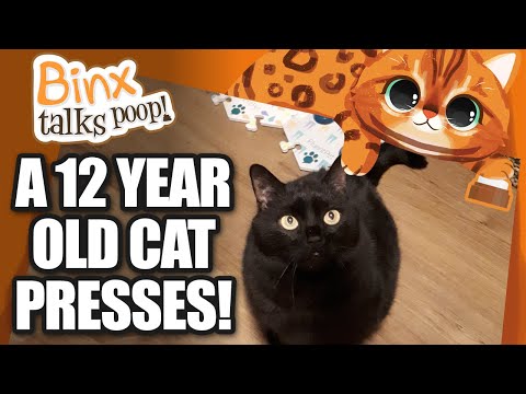 A 12 year old cat presses buttons