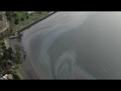 舊金山灣漏油事件後調查正在進行中 (Investigation underway after San Francisco Bay oil spill)