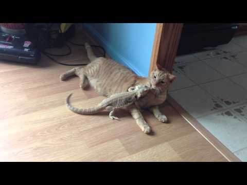 Иди домой, ящерица, ты пьян!