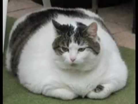 New Christy Minstrels - The Cat Came Back!