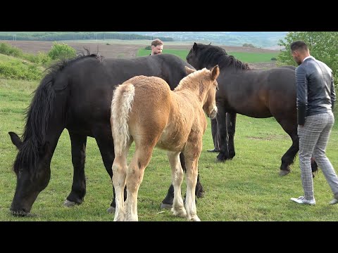 Caii lui Marius de la Calnic, Alba - 2020 Nou!!!