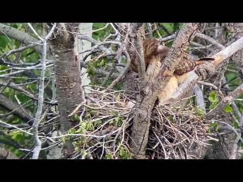 Red Tail Hawk chicks