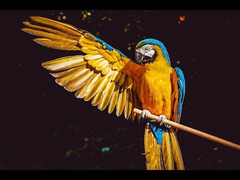 Security und Pentesting Linux - Parrot Linux kurz vorgestellt und installiert