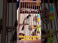 Jambul Rarer than albino & leucistic (pied) jambuls - Batman Junior 30062022
