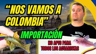 📦🐠 POR FIN IMPORTACIÓN COLOMBIA  Apistogrammas, Rarezas Salvajes Lo que ha llegado, NO tiene sentido