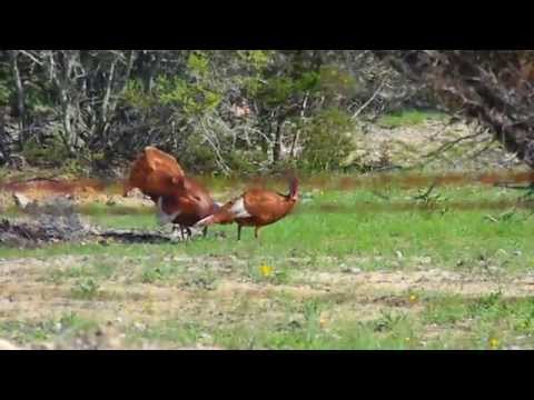 Red Rio Grande Turkeys - Devils Backbone- Mating Ritual