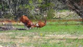 Red Rio Grande Turkeys - Devils Backbone- Mating Ritual