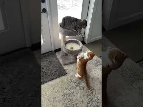 cat fight slow motion