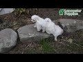 Maltese dogs for sale: Kyle - Video 1