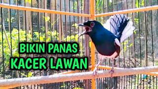 Download lagu BIKIN PANAS KACER LAWAN AUTO NGEGAS LANGSUNG ON !! PANCINGAN KACER GACOR PASTI NYAUT AMPUH. mp3