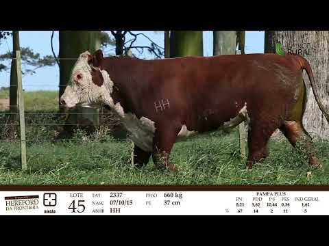 REMATE HEREFORD DA FRONTEIRA - LOTES DA CABANHA RINCÃO