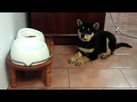 進食篇~~~等等(原發表者:養樂多爸)(體能訓練)