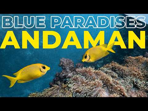 Diving ANDAMAN SEA - Thailand - Underwater Video 4K - BLUE PARADISES (S02)