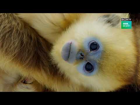 Sneak Peek : Seven Worlds One Planet | Premieres 20th Jan at 9 PM | English | Sony BBC Earth