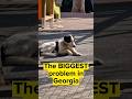The country in which I have seen the most stray dogs #dog #help #38