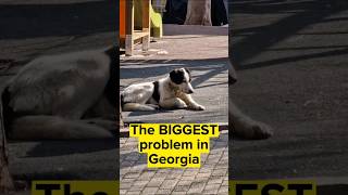 The country in which I have seen the most stray dogs #dog #help #38