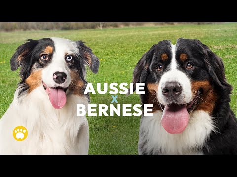 Bernese Aussie Mix