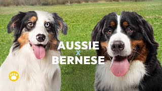 Australian Shepherd Bernese Mountain Dog Mix Facts