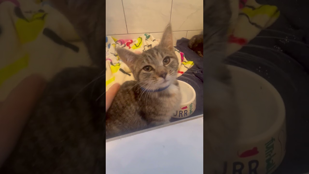 Enlarge Basil, a ADOPTABLE Torbie in Hyattsville, MD video 6/6
