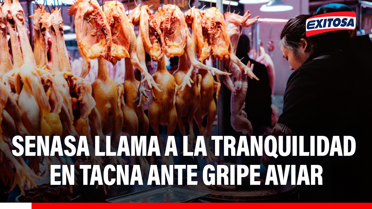 🔴🔵 Autoridad de SENASA en Tacna llama a la calma ante alerta de gripe aviar