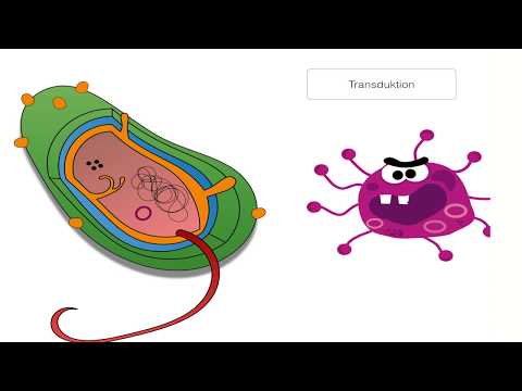 Bakterien  -Genom und Gentransfer clipdocs.de
