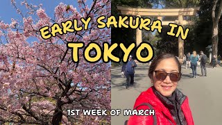 JAPAN 2024: Cherry Blossoms in Tokyo | Yoyogi Park Harajuku Station