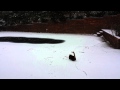 El día que la gata Sophie conoció la nieve