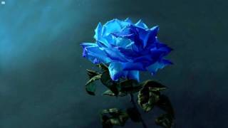 Skrux - Blue Rose