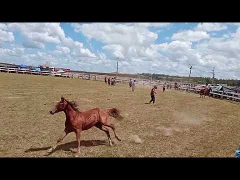 Pial en Potrillos - 19° edicion "A pura tradición" - Fraile Muerto 01/02/2026