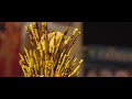 ANGAMALY DIARIES 5 YEARS LIJO JOSE PELLISSERY ANTONY VARGHESE PEPE WHATSAPP STATUS