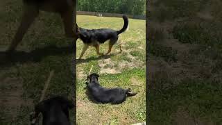 Video preview image #1 American Staffordshire Terrier-Labrador Retriever Mix Puppy For Sale in Holly Springs, NC, USA