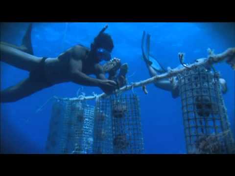 Ocean Quest "Shark paradise of Polynesia